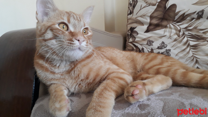 Sarman, Kedi  Tuta fotoğrafı