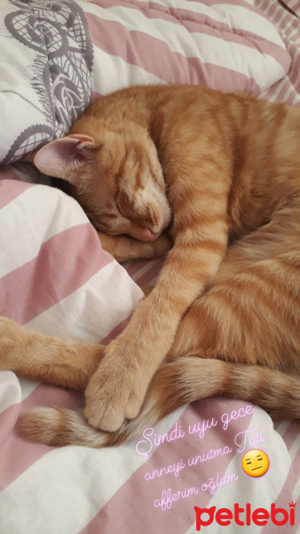 Sarman, Kedi  Tuta fotoğrafı