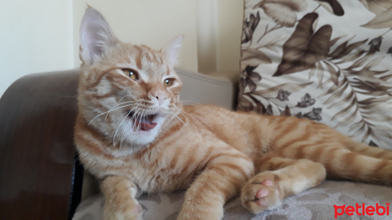 Sarman, Kedi  Tuta fotoğrafı