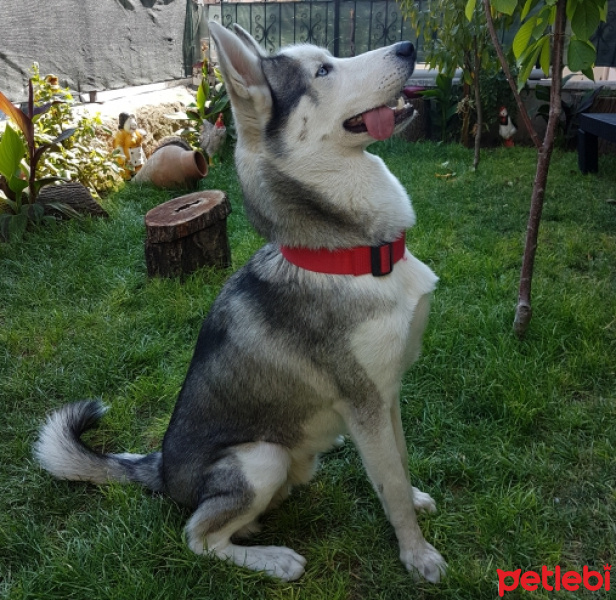 Alaskan Malamute, Köpek  Max fotoğrafı