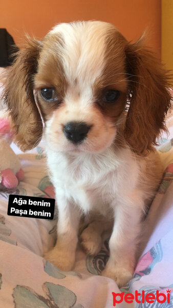 Cavalier King Charles Spanieli, Köpek  Floki fotoğrafı