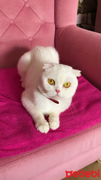 Scottish Fold, Kedi  Çilek fotoğrafı