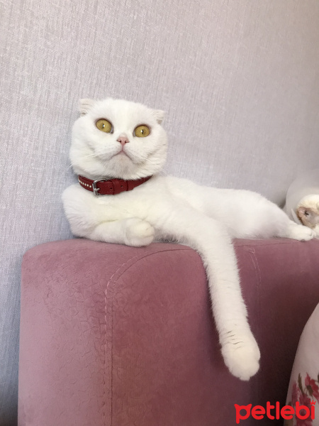 Scottish Fold, Kedi  Çilek fotoğrafı