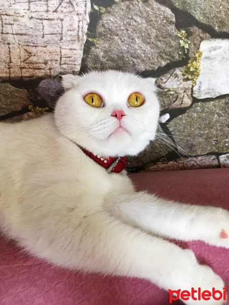 Scottish Fold, Kedi  Çilek fotoğrafı