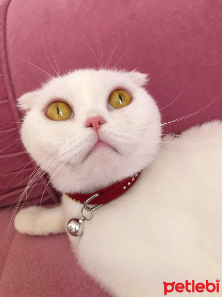 Scottish Fold, Kedi  Çilek fotoğrafı