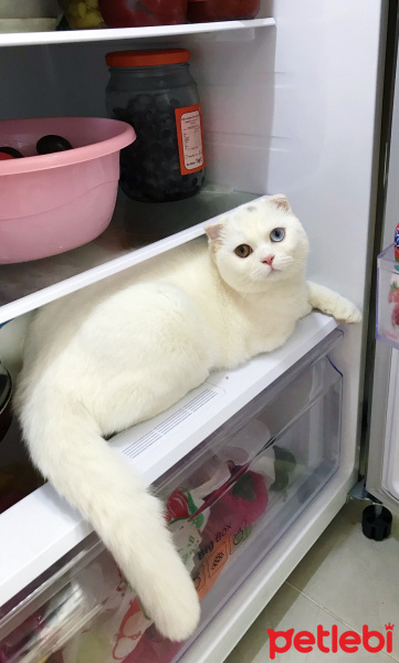 Scottish Fold, Kedi  Mecnun fotoğrafı