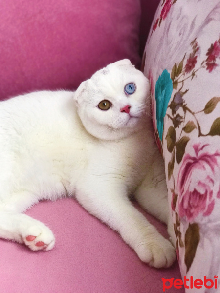 Scottish Fold, Kedi  Mecnun fotoğrafı
