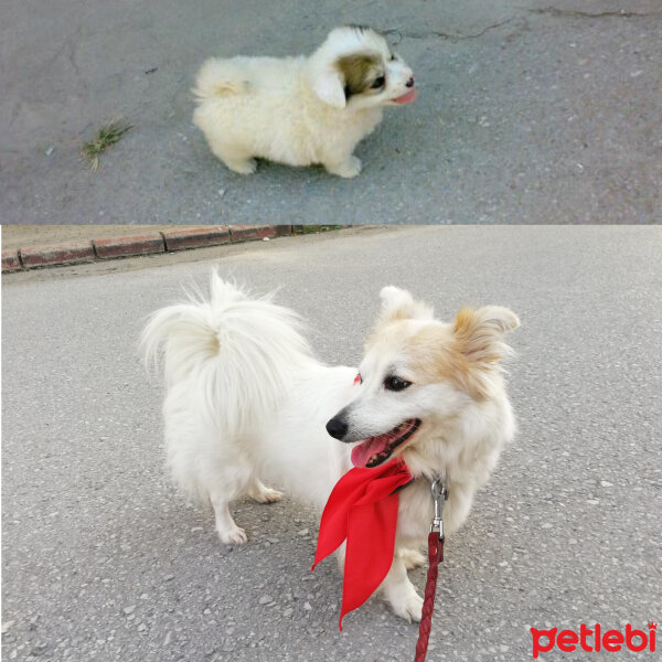 Amerikan Eskimo, Köpek  Asi fotoğrafı