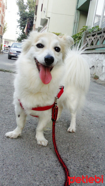 Amerikan Eskimo, Köpek  Asi fotoğrafı