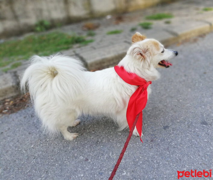 Amerikan Eskimo, Köpek  Asi fotoğrafı