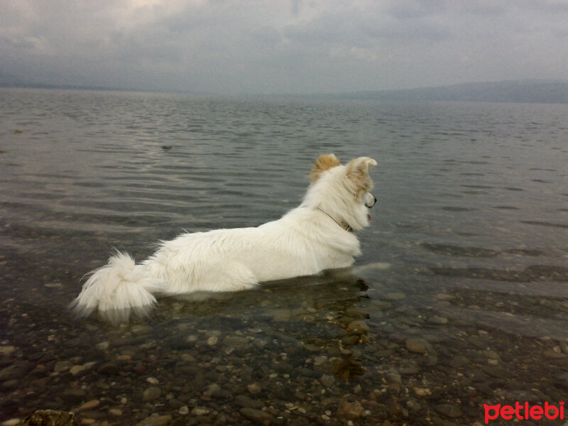 Amerikan Eskimo, Köpek  Asi fotoğrafı