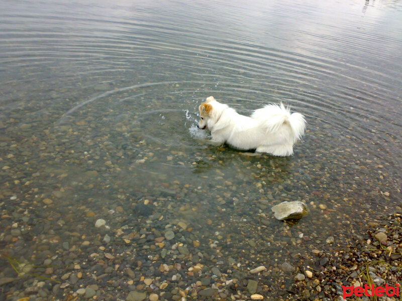 Amerikan Eskimo, Köpek  Asi fotoğrafı