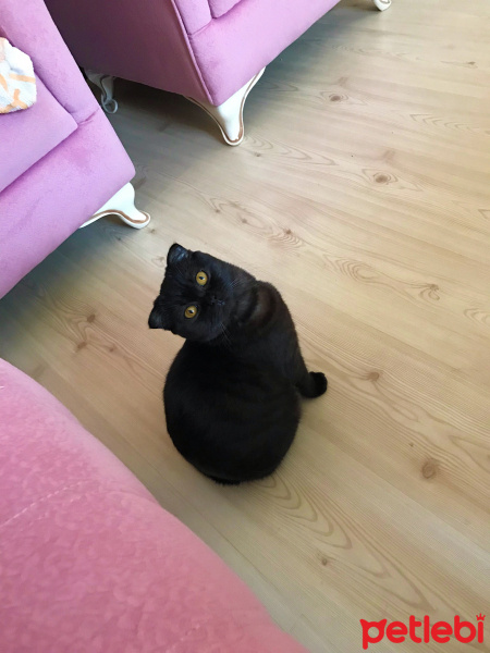 Scottish Fold, Kedi  Üzüm fotoğrafı