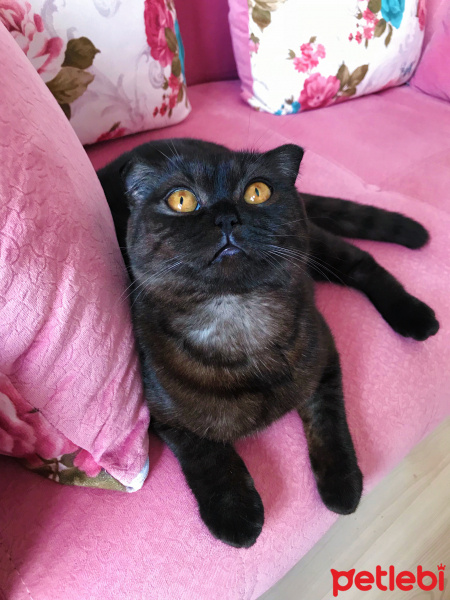 Scottish Fold, Kedi  Üzüm fotoğrafı