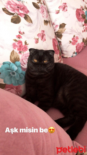 Scottish Fold, Kedi  Üzüm fotoğrafı