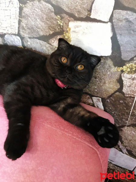 Scottish Fold, Kedi  Üzüm fotoğrafı