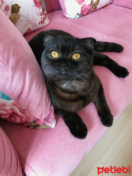 Scottish Fold, Kedi  Üzüm fotoğrafı