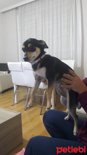 Chihuahua, Köpek  Sisi fotoğrafı