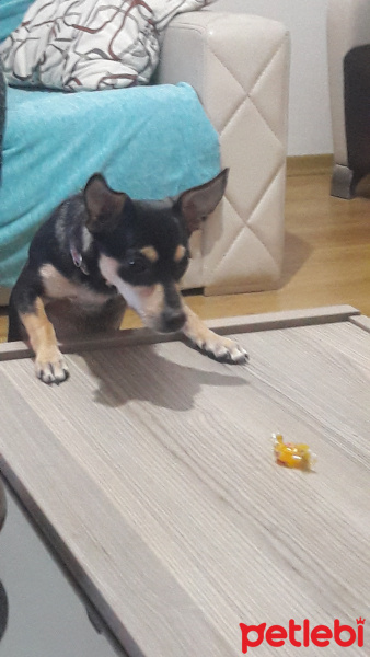 Chihuahua, Köpek  Sisi fotoğrafı