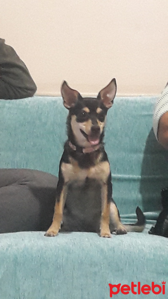 Chihuahua, Köpek  Sisi fotoğrafı