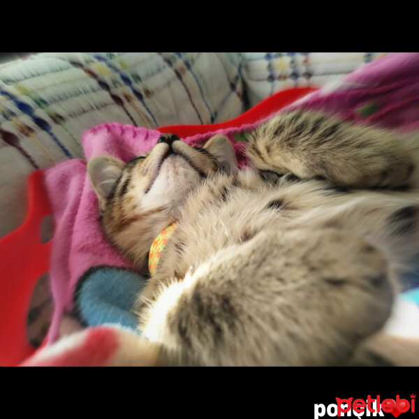 Tekir Kedi, Kedi  Ponçik fotoğrafı