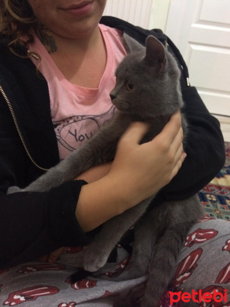 British Shorthair, Kedi  Alf fotoğrafı
