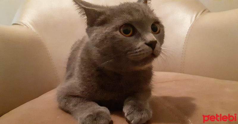 British Shorthair, Kedi  Alf fotoğrafı