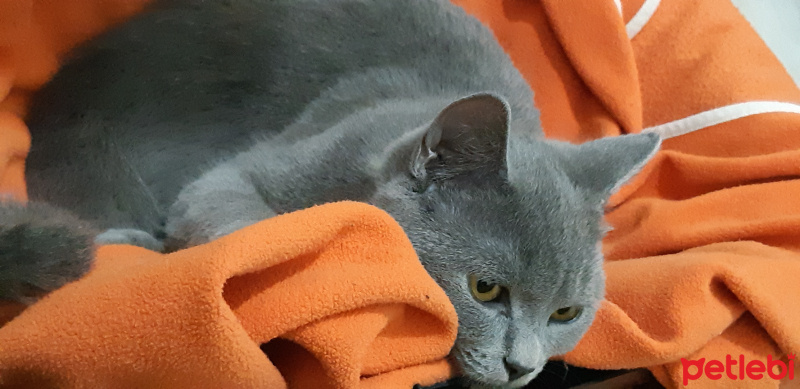 British Shorthair, Kedi  Alf fotoğrafı