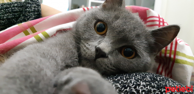 British Shorthair, Kedi  Alf fotoğrafı