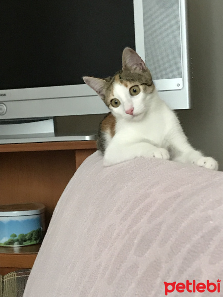Tekir Kedi, Kedi  Meli fotoğrafı