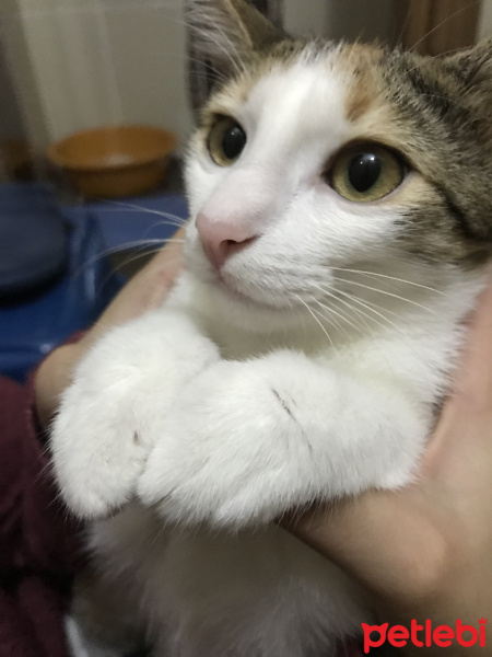 Tekir Kedi, Kedi  Meli fotoğrafı