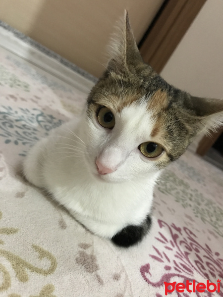 Tekir Kedi, Kedi  Meli fotoğrafı