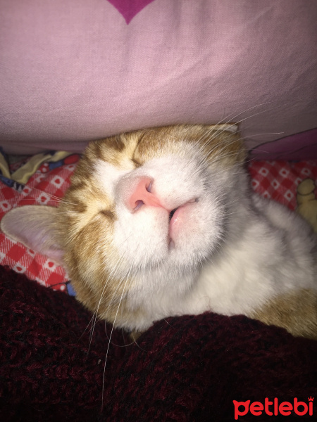 Tekir Kedi, Kedi  Minnoş fotoğrafı