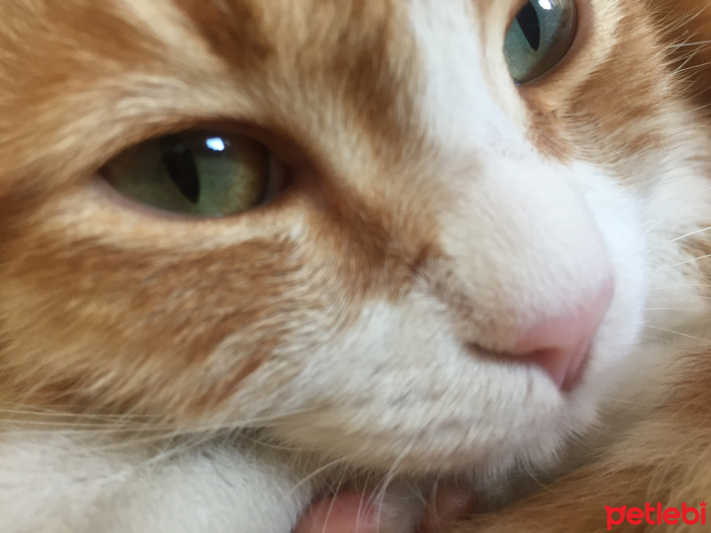 Tekir Kedi, Kedi  Minnoş fotoğrafı