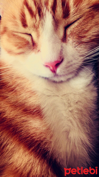 Tekir Kedi, Kedi  Minnoş fotoğrafı