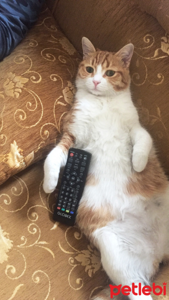 Tekir Kedi, Kedi  Minnoş fotoğrafı