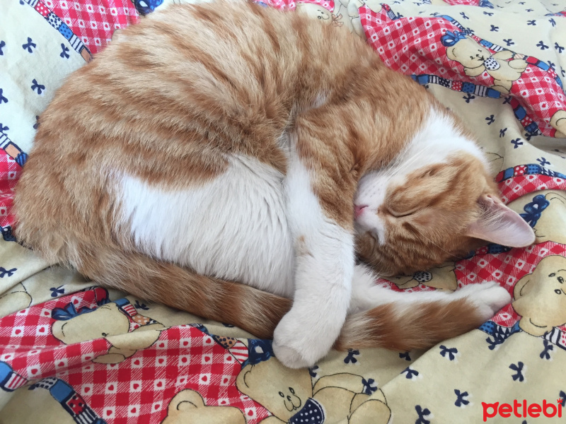 Tekir Kedi, Kedi  Minnoş fotoğrafı