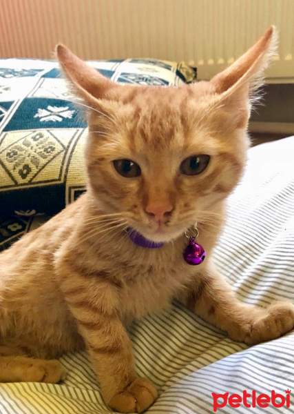 Sarman, Kedi  Leo fotoğrafı