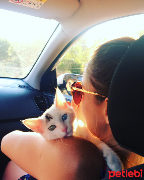 Van Kedisi, Kedi  Osman fotoğrafı