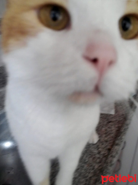 Sarman, Kedi  Pati fotoğrafı