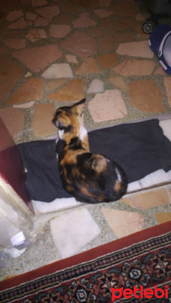 Tekir Kedi, Kedi  Jüpiter fotoğrafı