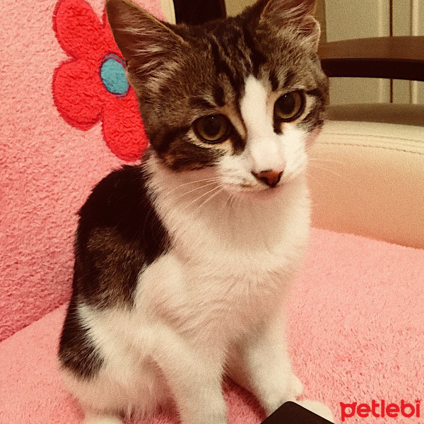 Tekir Kedi, Kedi  Şila fotoğrafı