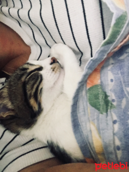 Tekir Kedi, Kedi  Şila fotoğrafı