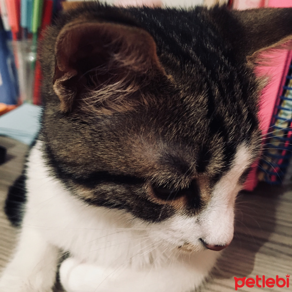 Tekir Kedi, Kedi  Şila fotoğrafı