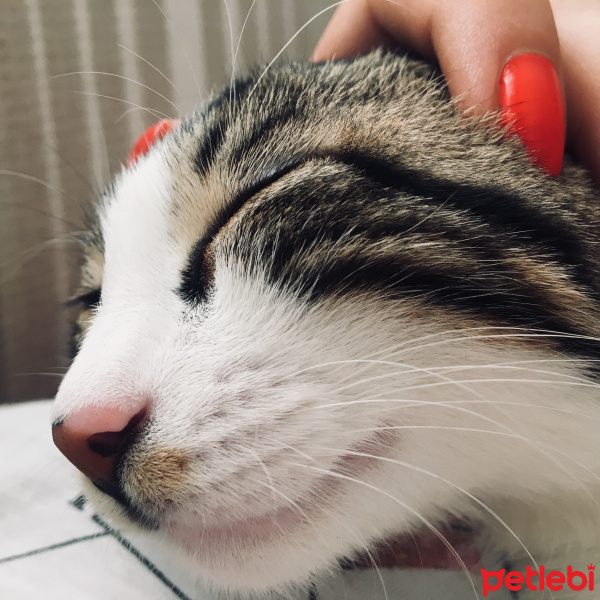 Tekir Kedi, Kedi  Şila fotoğrafı