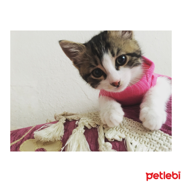 Tekir Kedi, Kedi  Şila fotoğrafı