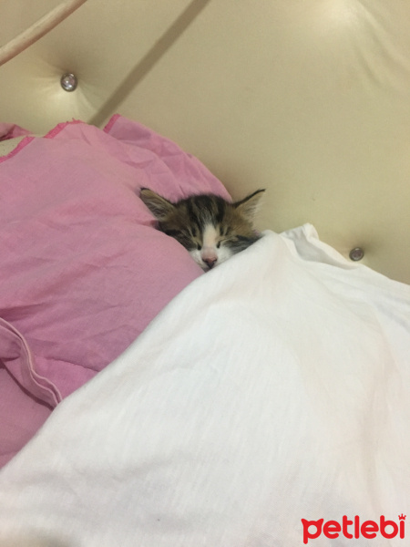 Tekir Kedi, Kedi  Şila fotoğrafı