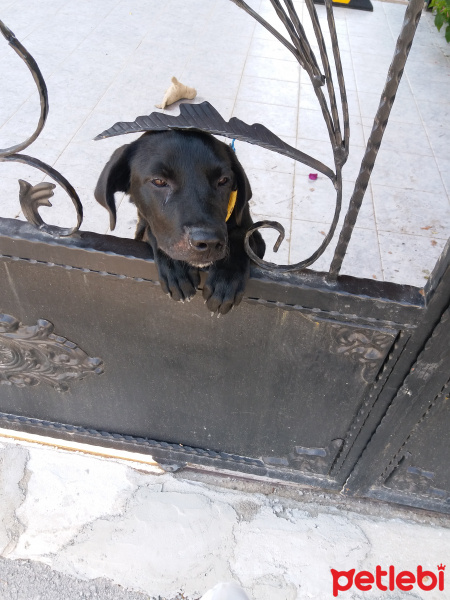 Labrador Retriever, Köpek  Alex fotoğrafı