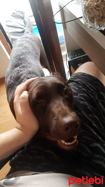 Labrador Retriever, Köpek  Harley fotoğrafı