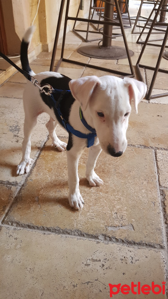 Jack Russell Terrier, Köpek  Pascha fotoğrafı